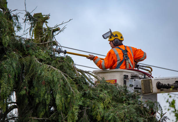 Reliable Mineral Wells, TX Tree Care Solutions